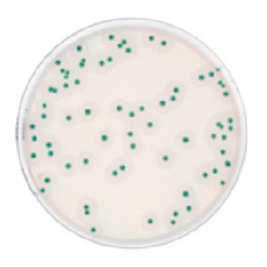 Agar Listeria Ottaviani Agossi(ALOA)