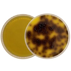 Bile Aesculin Azide Agar ISO FORM