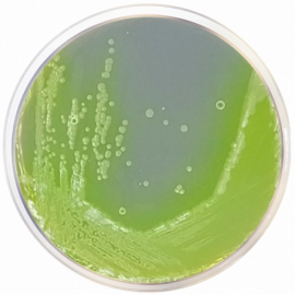 Cephalotine Fucidine Cétrimide agar base